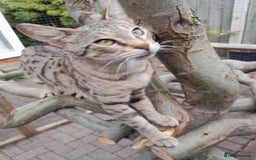 Savannah cats for sale: Pedigree Early generation TICA Reg Savannah Lady in Darlington - Image 24