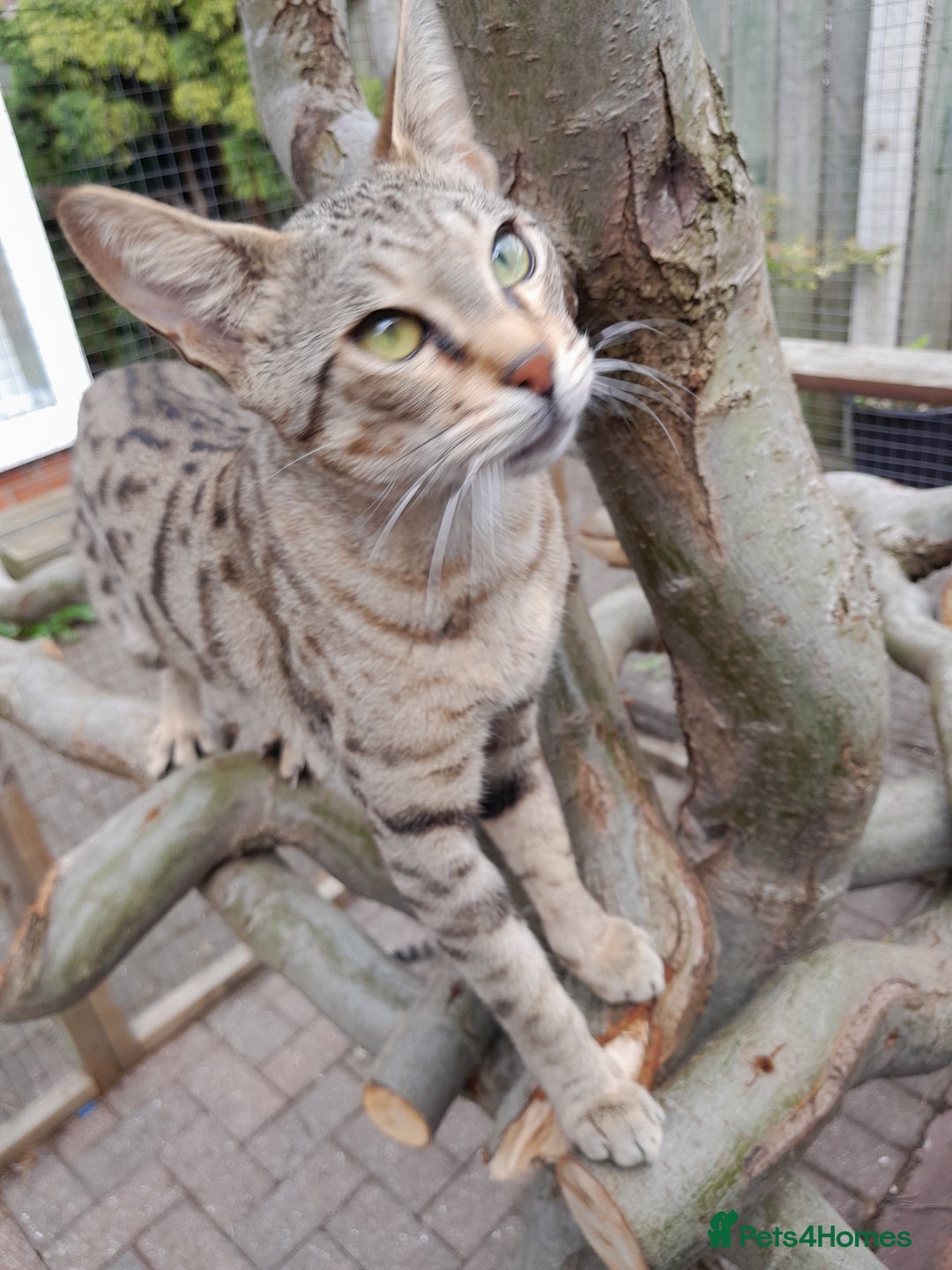 Savannah cats for sale: Pedigree Early generation TICA Reg Savannah Lady in Darlington - Image 24