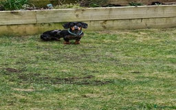 Miniature Dachshund dogs for sale: *URGENT REHOME* Minature Dachsund Male 11 Months - Image 6