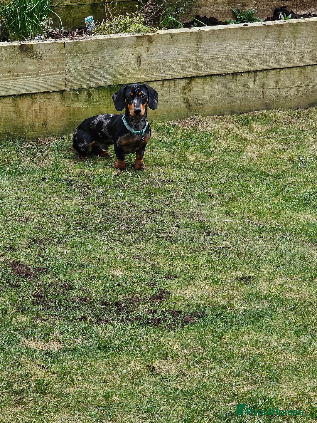 Miniature Dachshund dogs for sale: *URGENT REHOME* Minature Dachsund Male 11 Months - Image 6