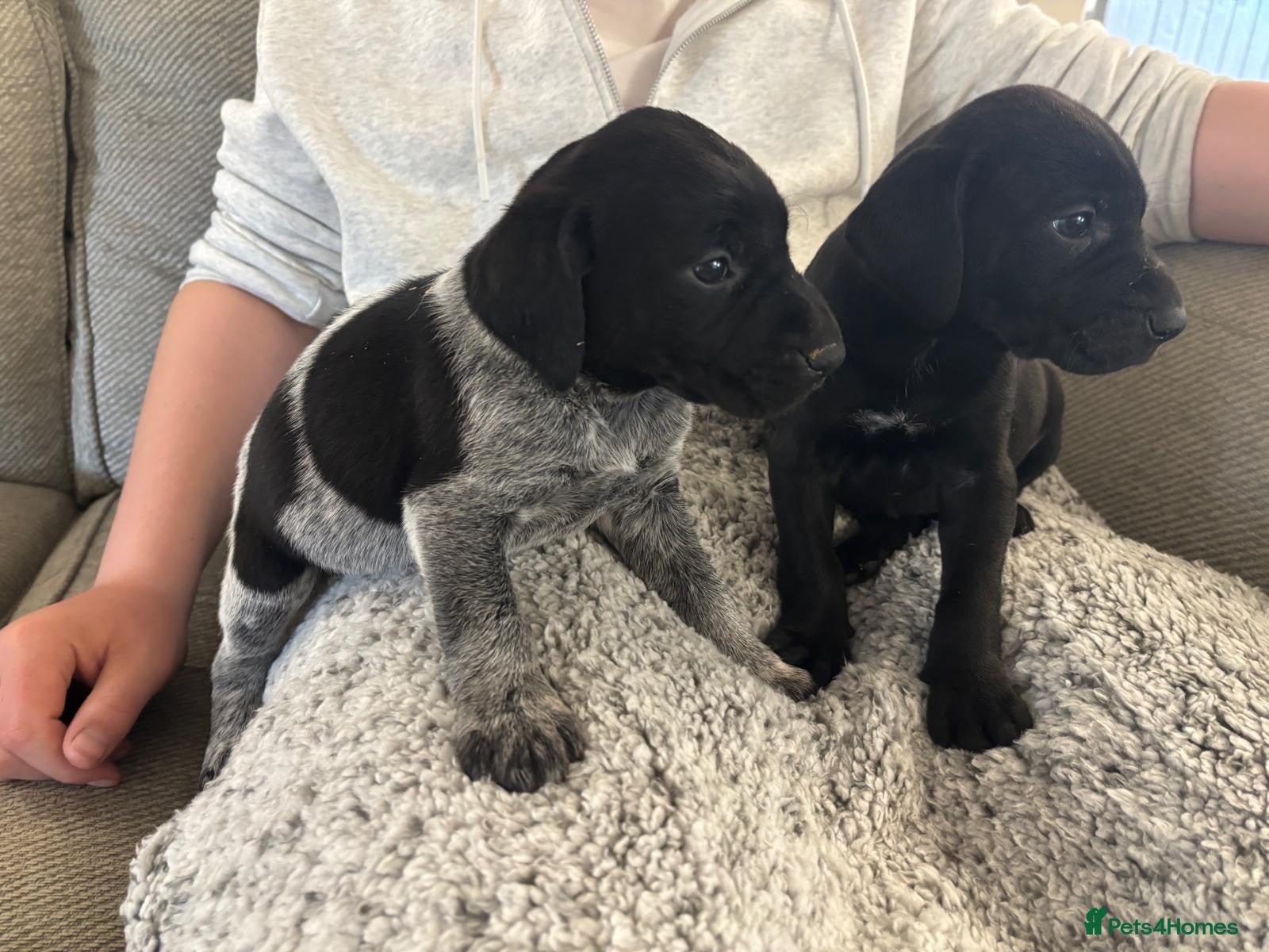 German Shorthaired Pointer dogs GSP KC REGISTERED PUPPIES ONLY 2 girls left - Advert 1