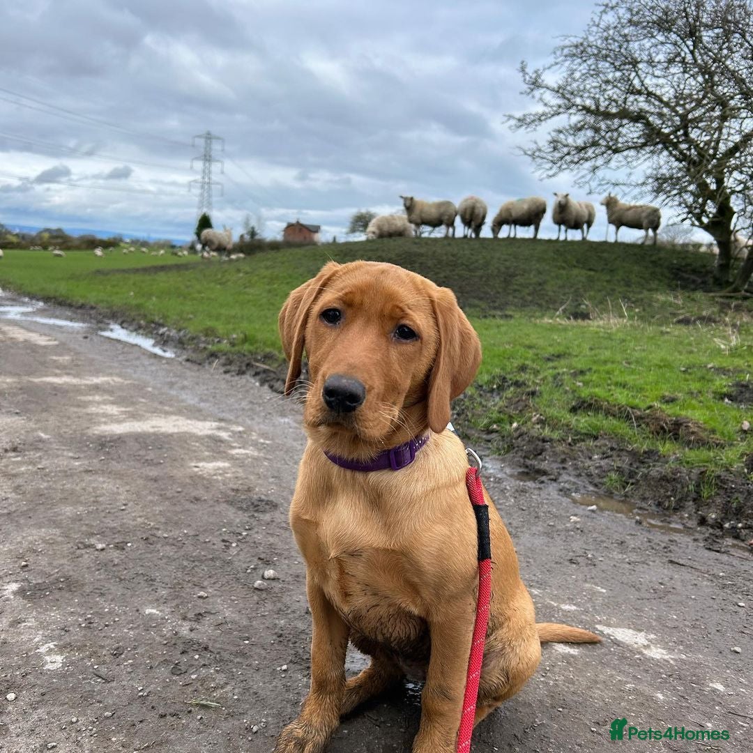 Labrador Retriever dogs for sale: Beautiful Labrador Bella 6 months old  - Image 3