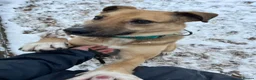 Mixed Breed dogs for adoption: Meet Meeko, currently residing in Cheshire  in Nantwich - Advert 14