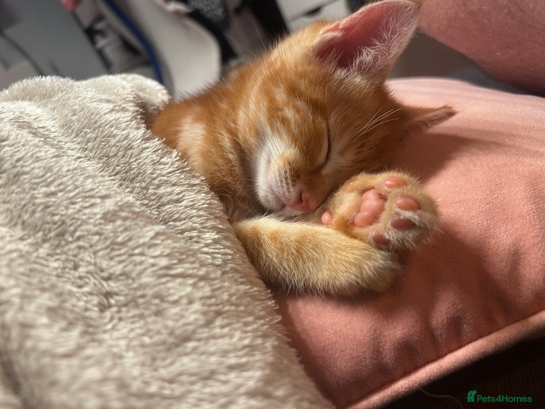 RagaMuffin cats for sale: Ragamuffin & Siamese tabby mixed kittens - Advert 6