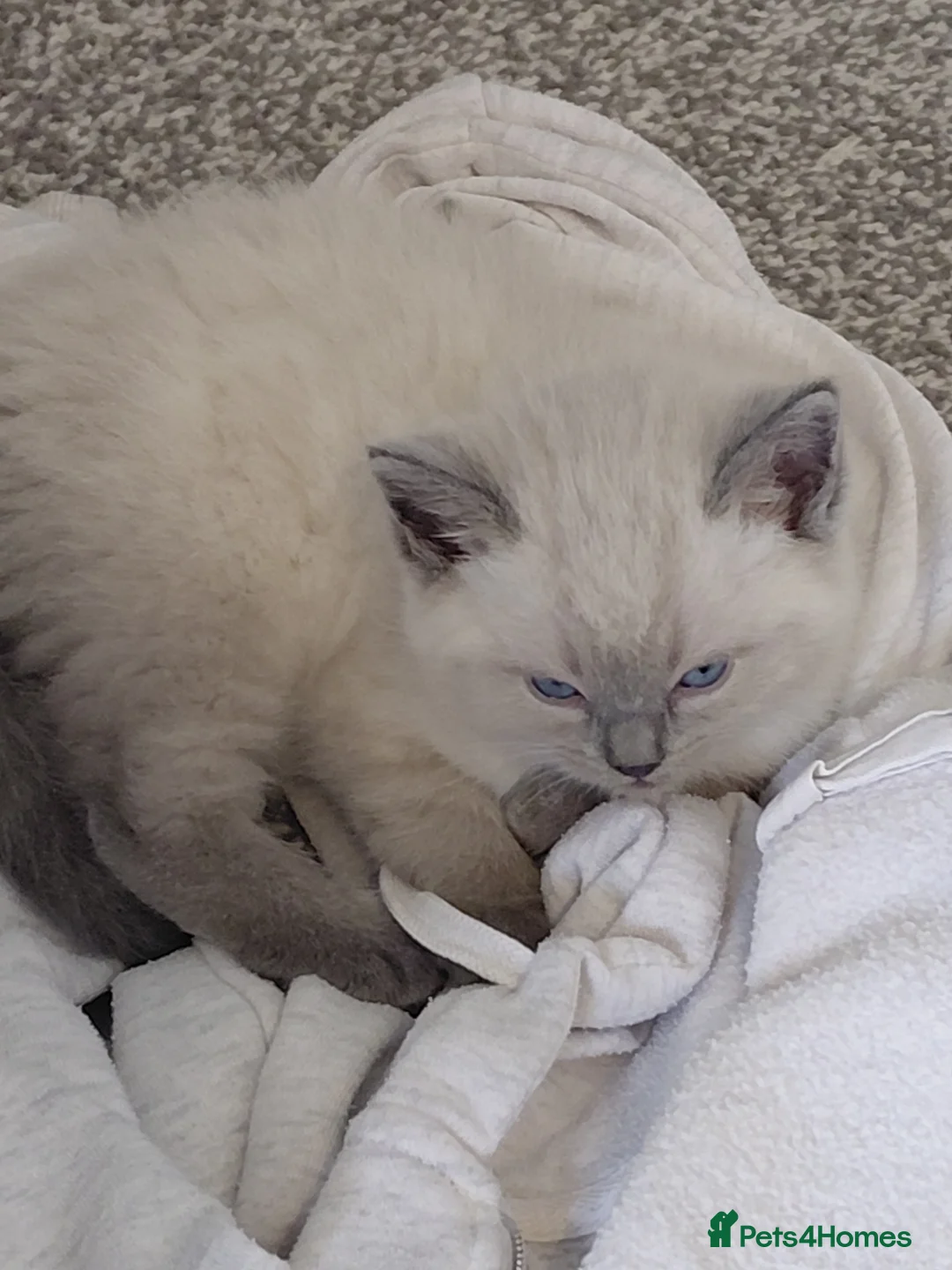 Ragdoll cats for sale: Mixed Ragdoll kittens  - Advert 7