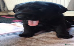 Labrador Retriever dogs for sale:  Labrador pups - Image 25