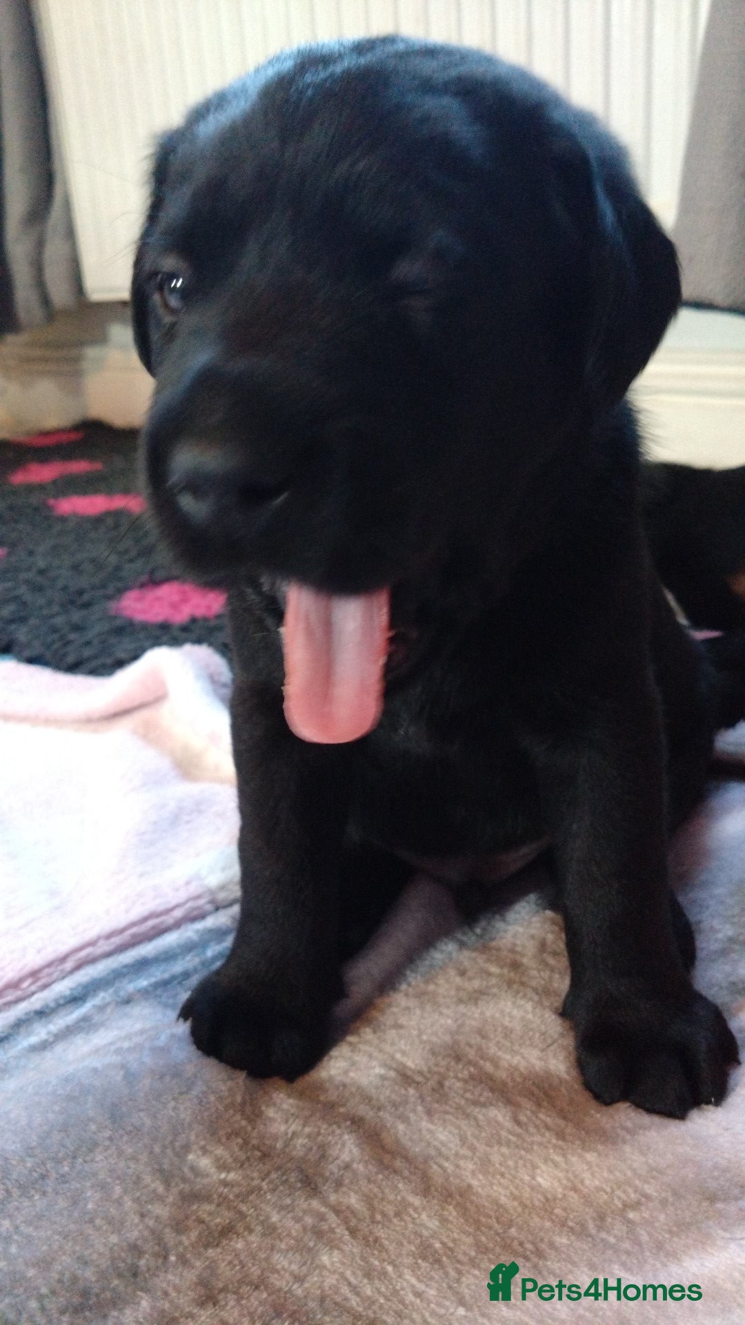 Labrador Retriever dogs for sale:  Labrador pups - Image 25