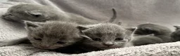 Russian Blue cats for sale: Russian Blue kittens  - Advert 32