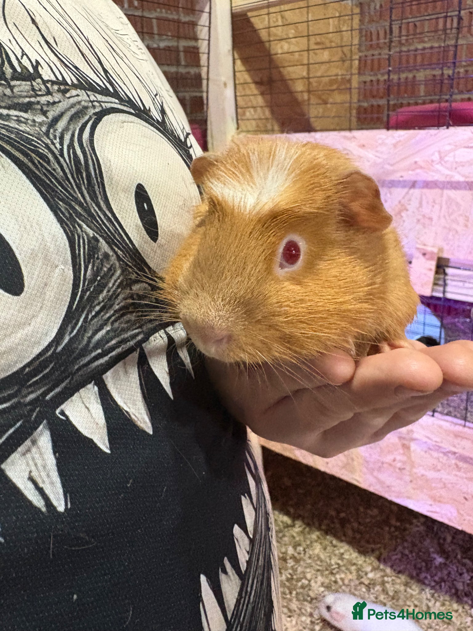 Guinea Pig rodents Some Ready to leave - Male Guinea pigs  - Advert 6