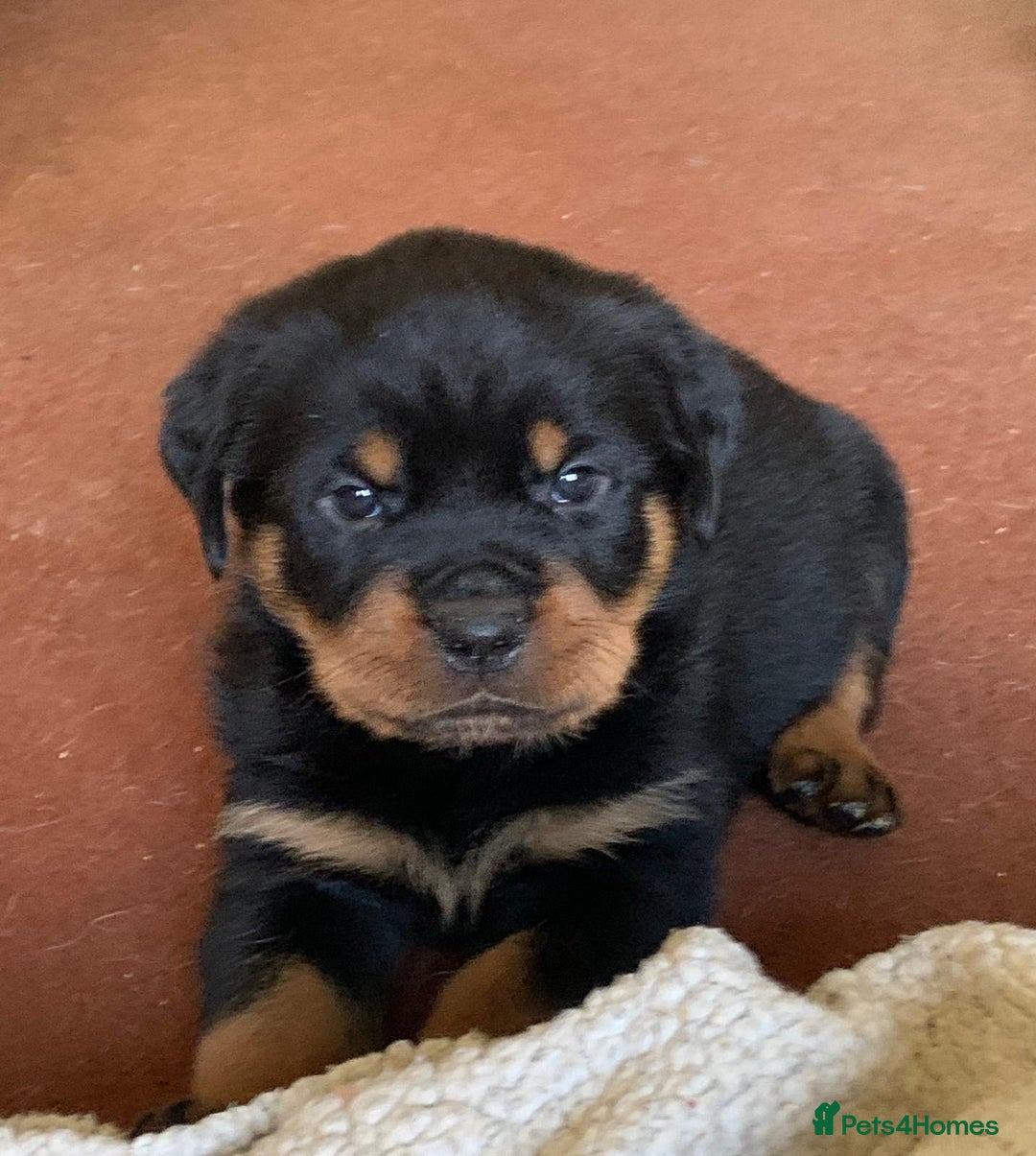 Rottweiler dogs for sale: Proper big old fashioned Rottie  pups ready now  - Advert 11