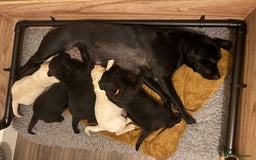 Labrador Retriever dogs for sale: 2 KC Black Lab Male Pups - Image 9