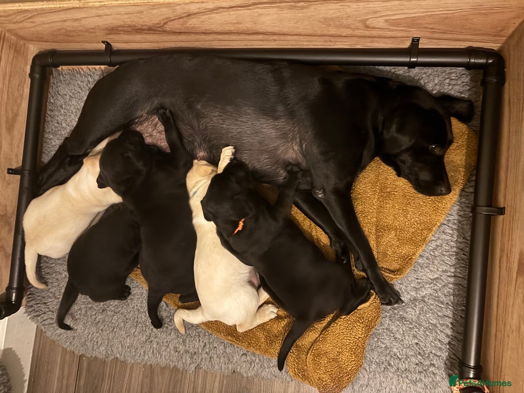 Labrador Retriever dogs for sale: 2 KC Black Lab Male Pups - Image 9