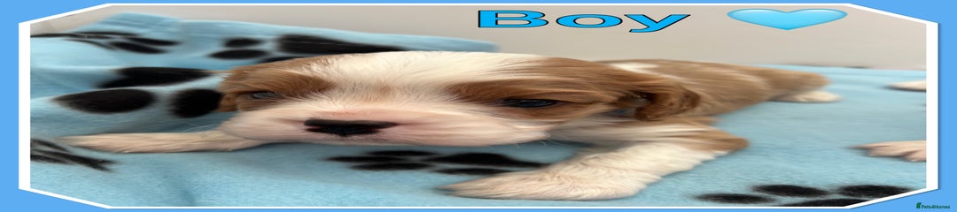 Cavalier King Charles Spaniel Puppy 1 light blue collar