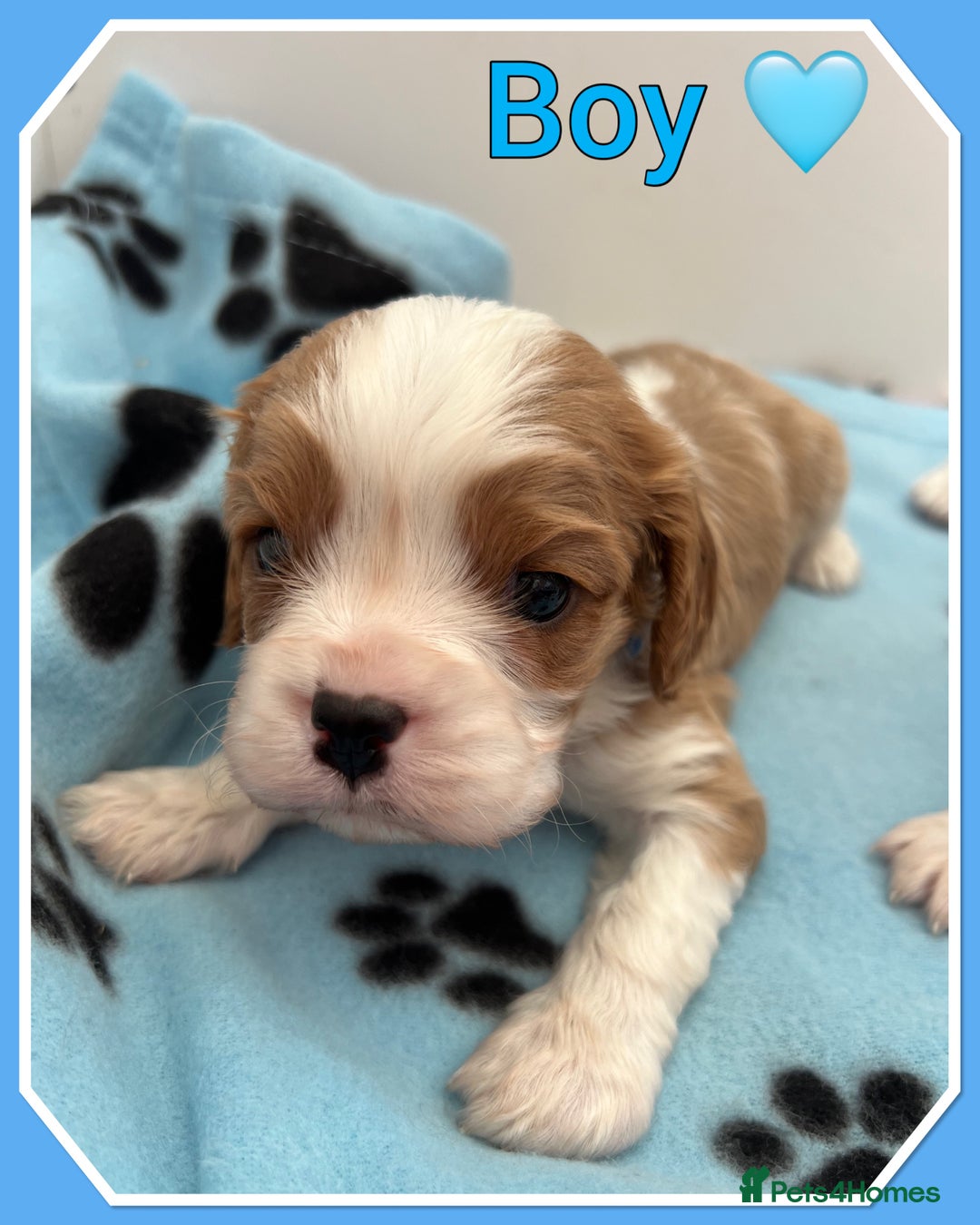 Cavalier King Charles Spaniel dogs for sale: 🐾 ADORABLE CAVALIER KING CHARLES SPANIEL PUPPIES  - Image 4