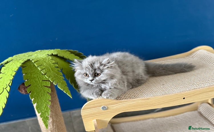British Longhair cats - Advert 1