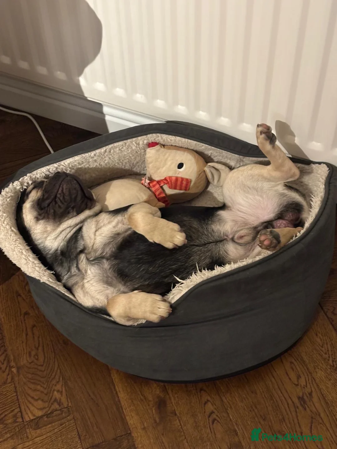 French Bulldog dogs for sale: French Bulldog Puppy Looking for a Loving Home in Woking - Advert 3