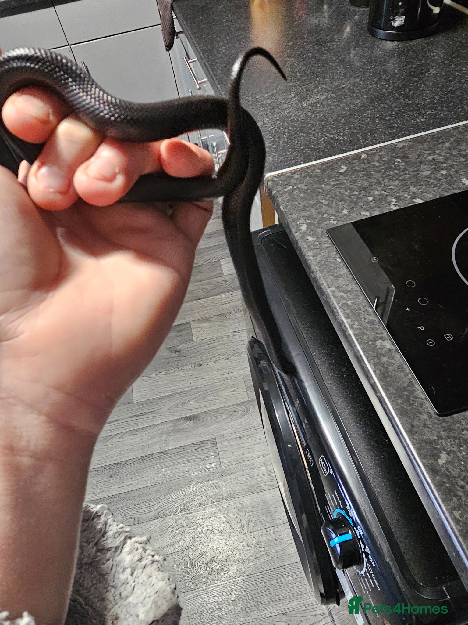 King Snake reptiles Snake for sale  - Advert 3