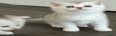 British Shorthair Kitten 2
