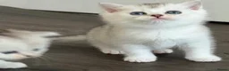 British Shorthair cats for sale: British shorthair X Scottish X ragdoll mix - Advert 13