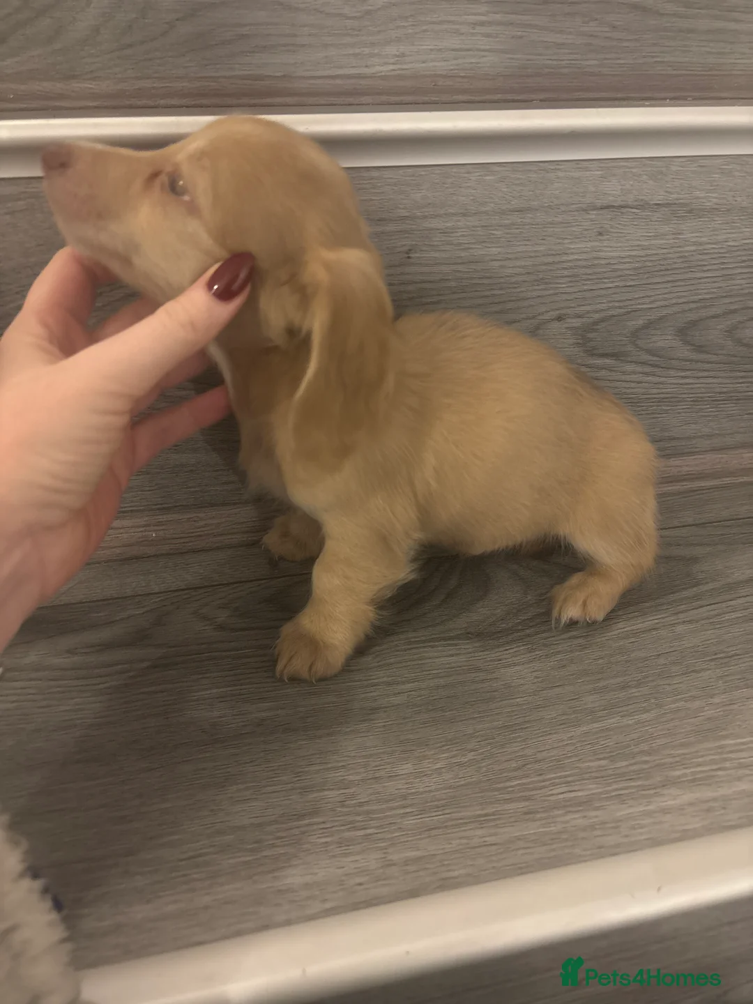 Miniature Dachshund dogs for sale: Long haired cream Puppies  - Advert 13