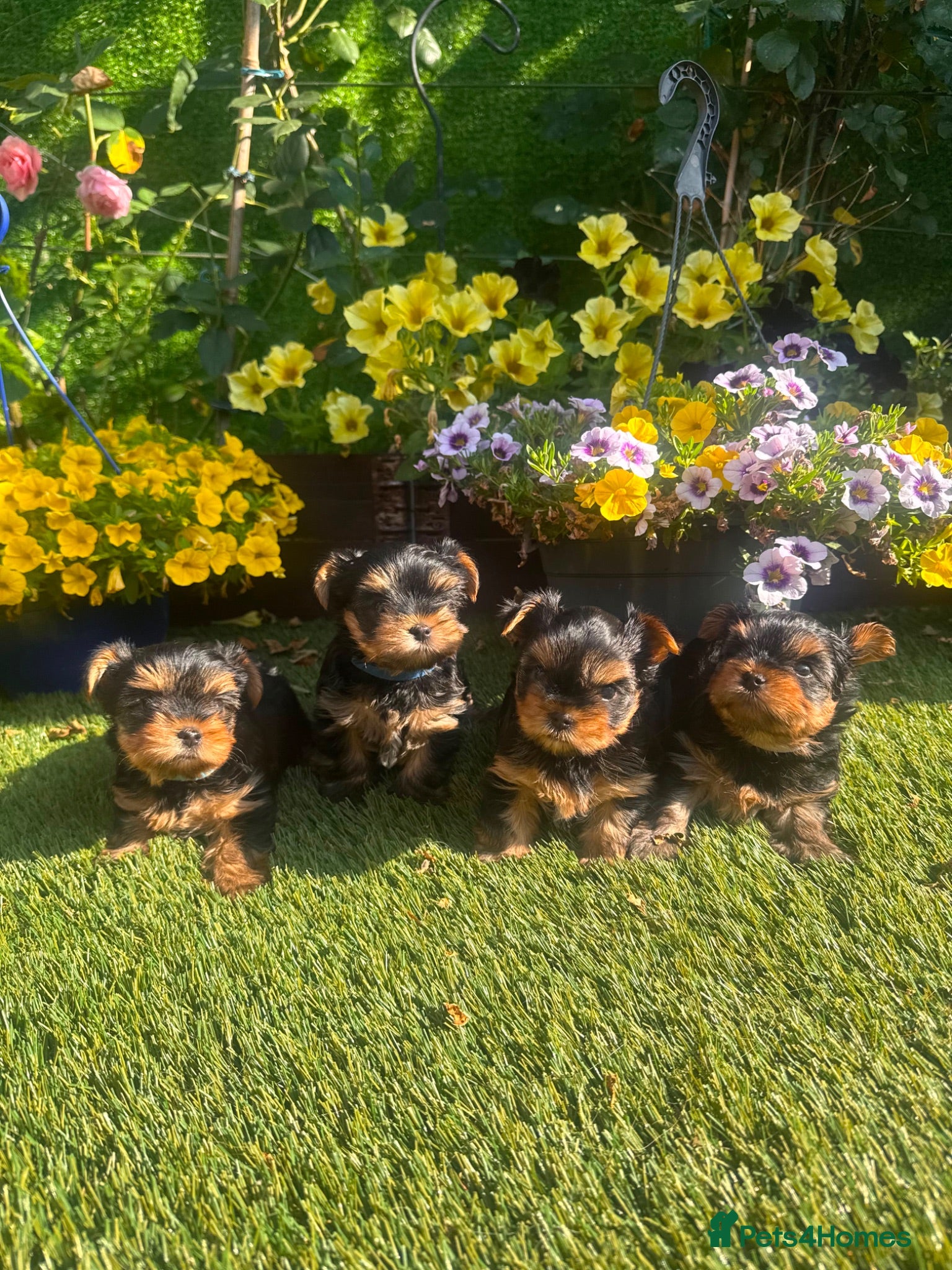 Yorkshire Terrier dogs Adorable Yorkshire Terrier Puppies 🐶 💖 - Advert 2