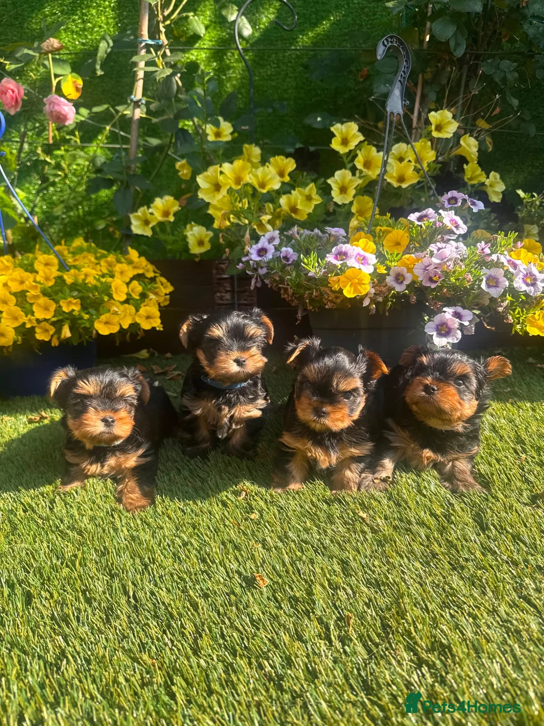 Yorkshire Terrier dogs for sale: Adorable Yorkshire Terrier Puppies 🐶 💖 - Advert 2