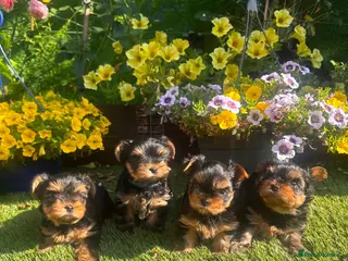 Yorkshire Terrier dogs Adorable Yorkshire Terrier Puppies 🐶 💖 - Advert 4