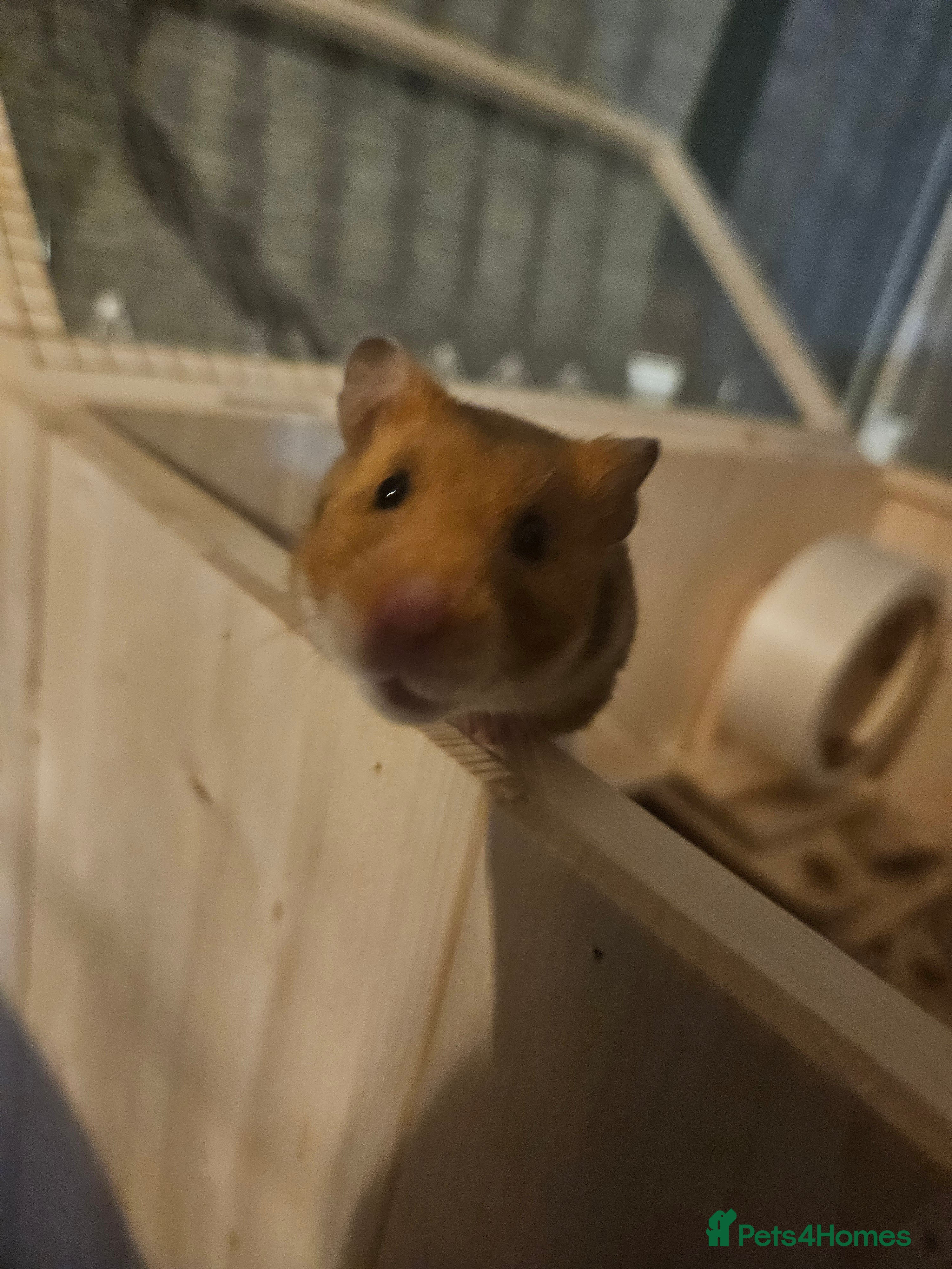 Hamster rodents Nutella - Advert 1