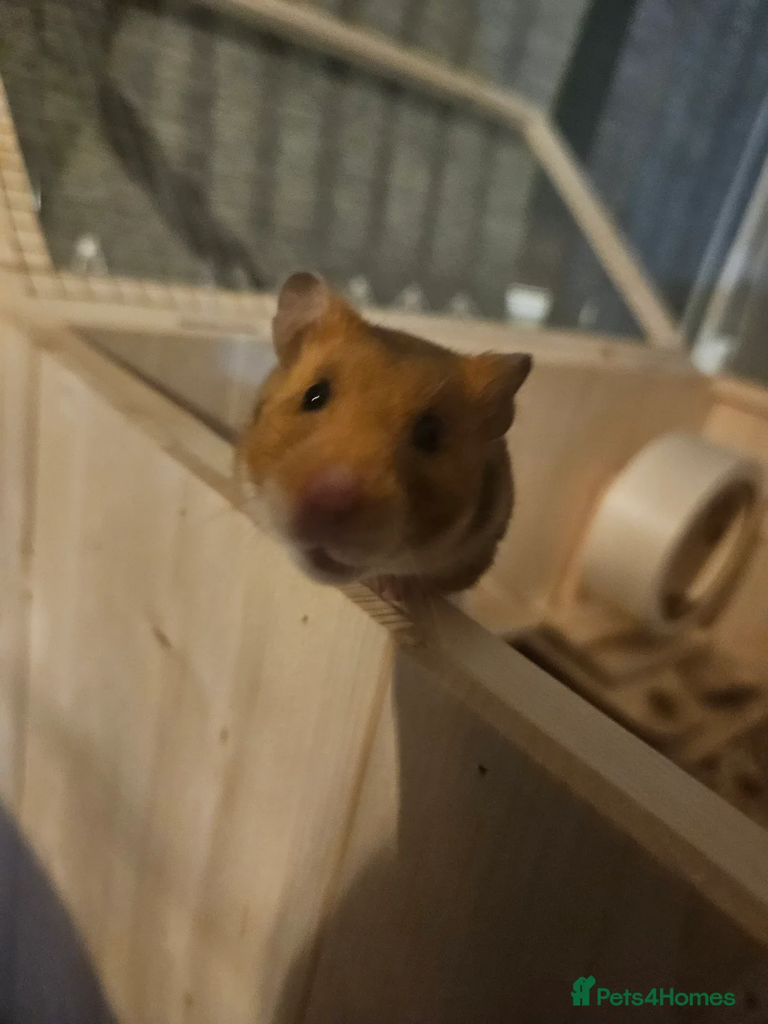 Hamster rodents for sale: Nutella in Oxford - Advert 1