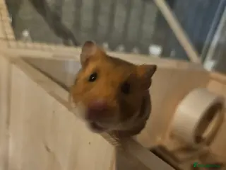 Hamster rodents Nutella - Advert 2