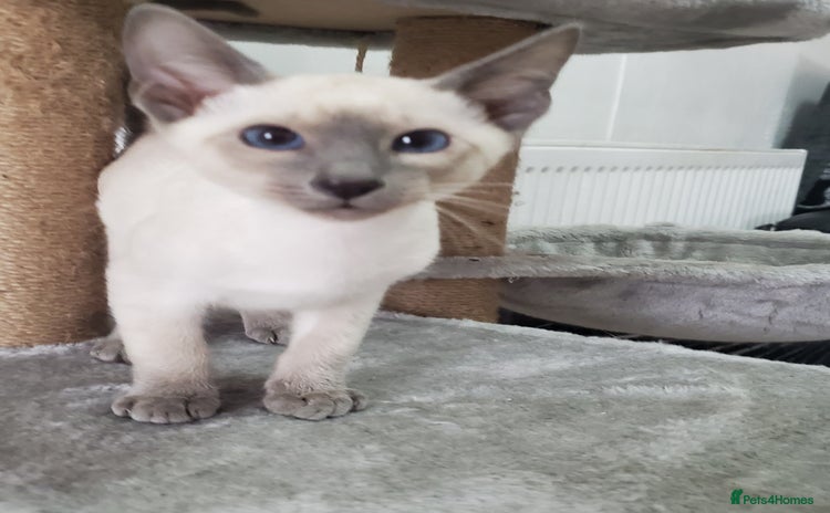 Siamese cats - Advert 1