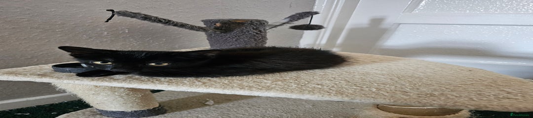 American Shorthair Kitten 2
