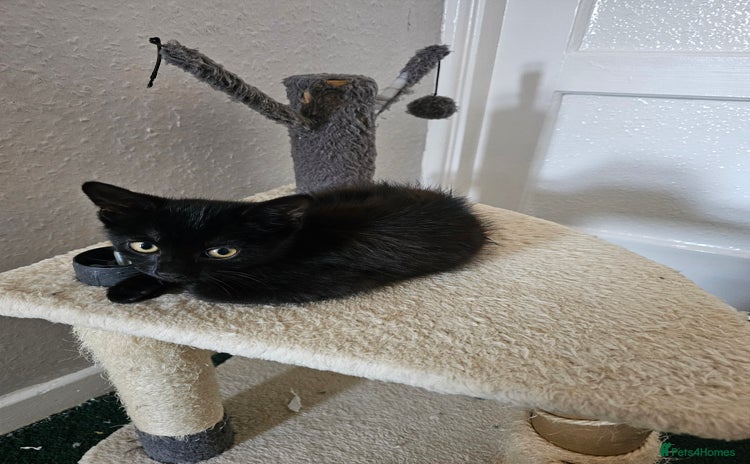 American Shorthair cats for sale - Advert 1