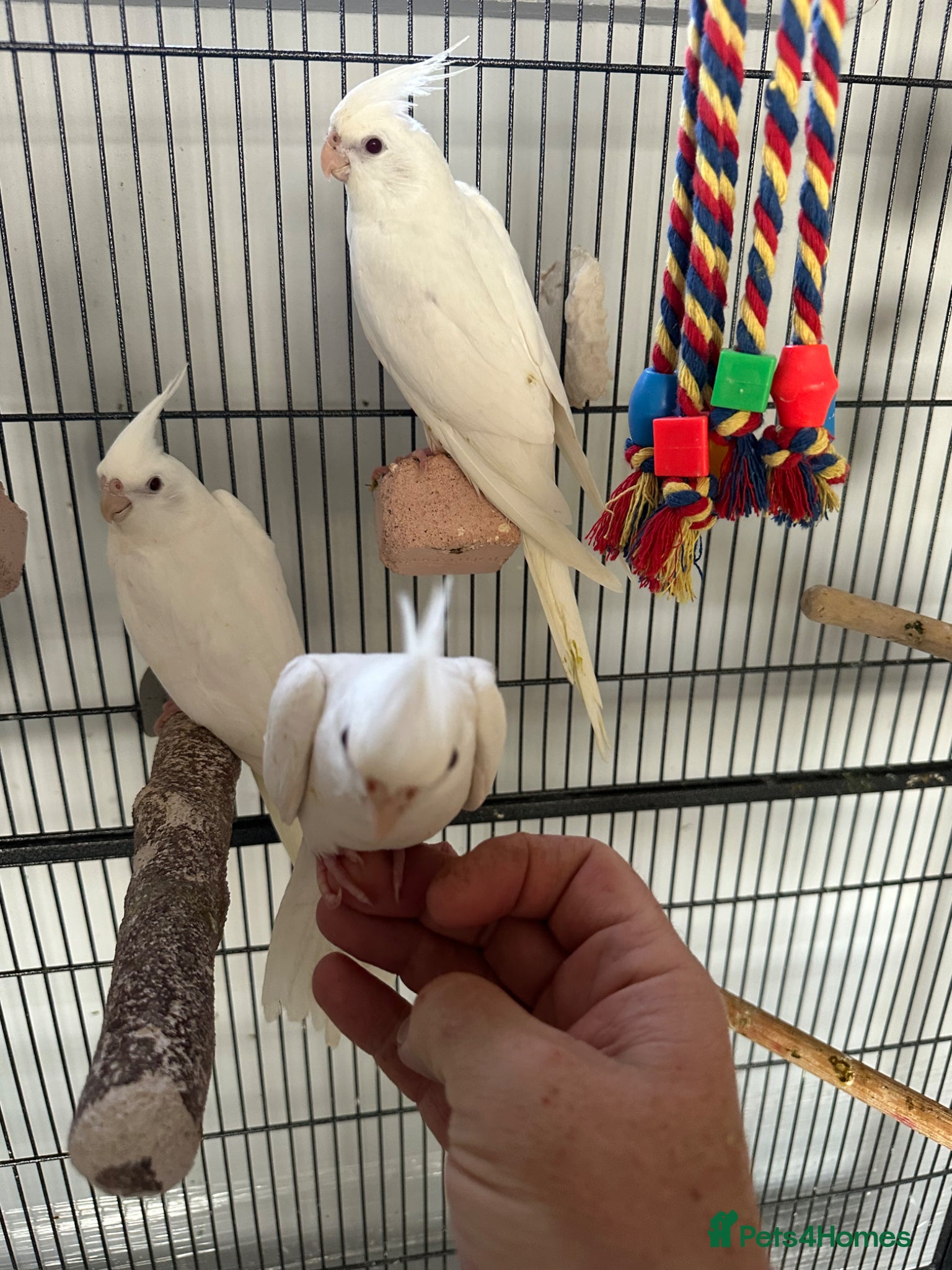 Cockatiels birds Baby Albino Cockatiels - Advert 2