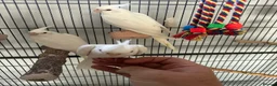 Cockatiels birds for sale: Baby Albino Cockatiels - Advert 1