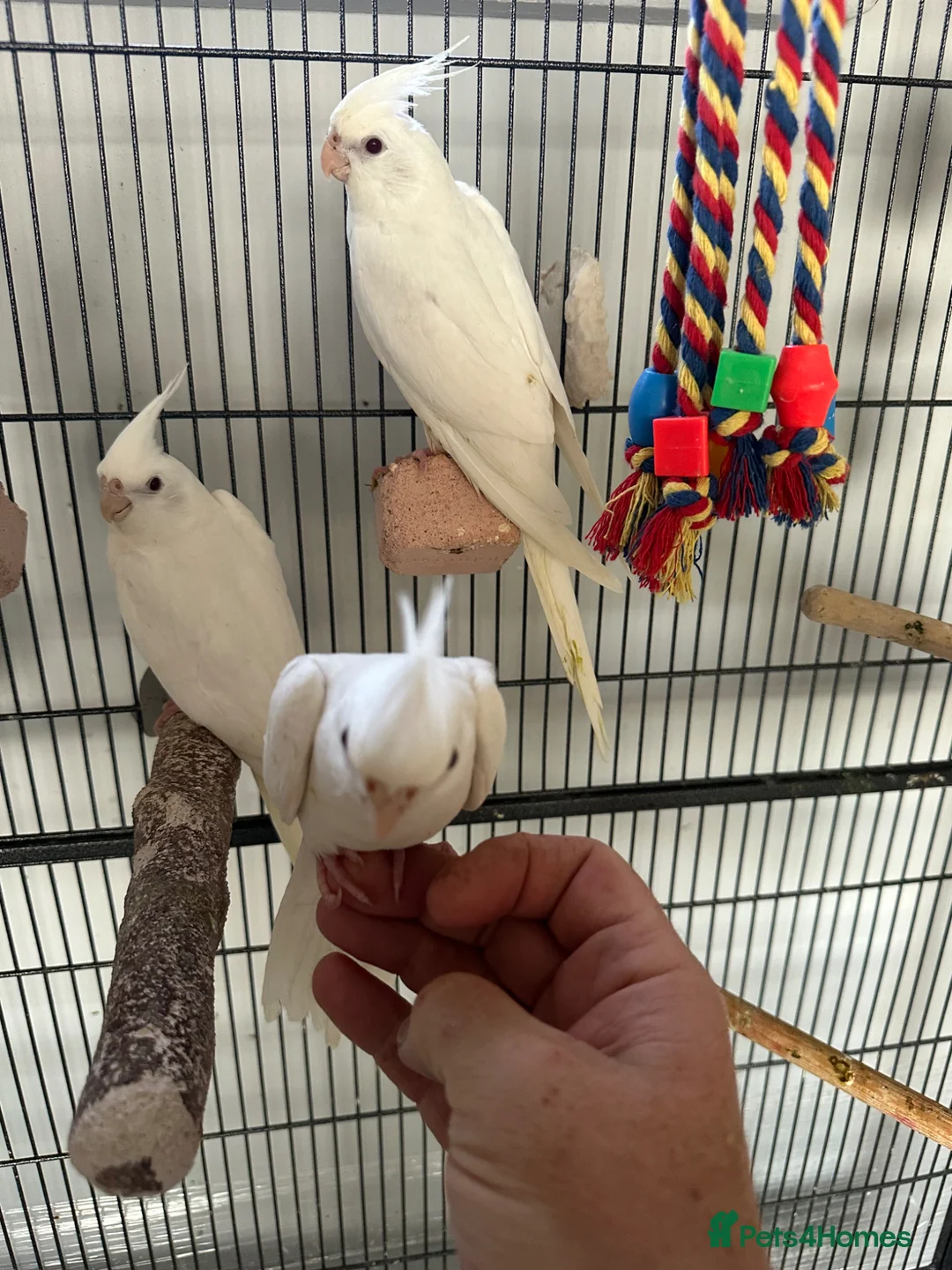 Cockatiels birds for sale: Baby Albino Cockatiels - Advert 1