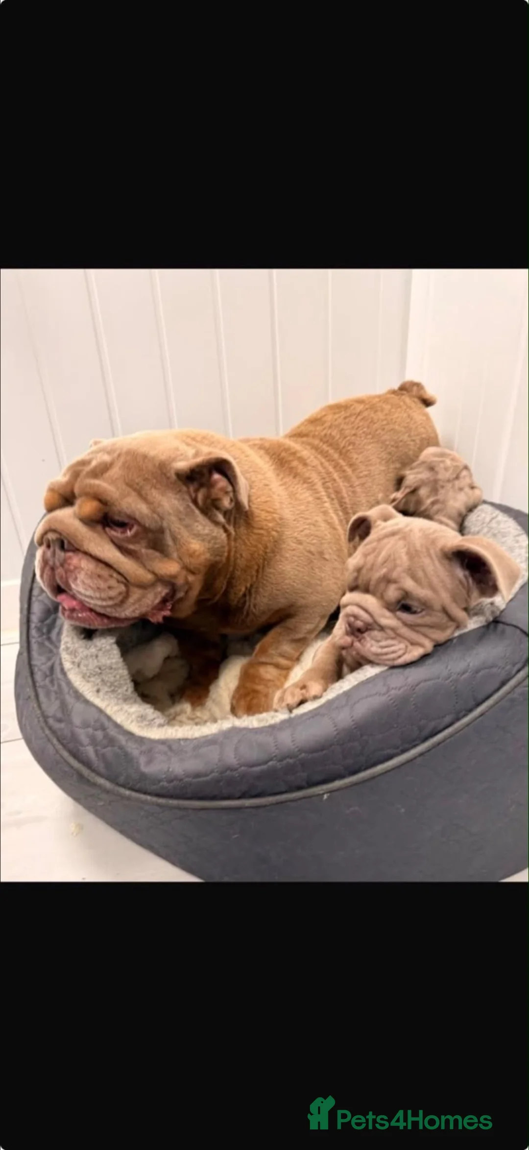 English Bulldog dogs for sale: English bulldogs for sale  in Bellshill - Advert 1
