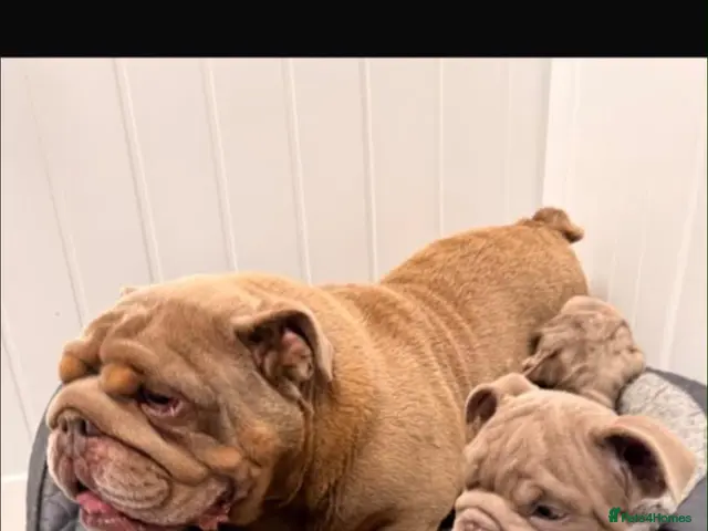 English Bulldog dogs English bulldogs for sale - Advert 1