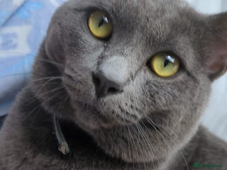 Mixed Breed cats - Advert 14