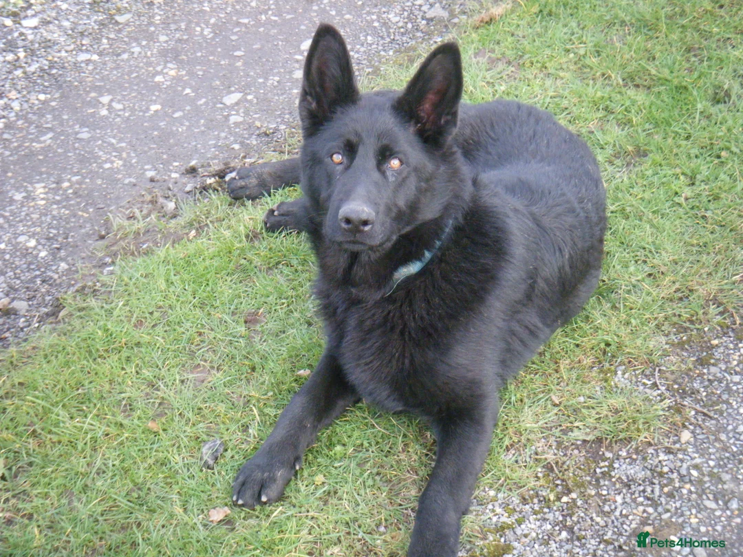 German Shepherd dogs for sale: Young Female German Shepherd (GSD)  - Advert 1