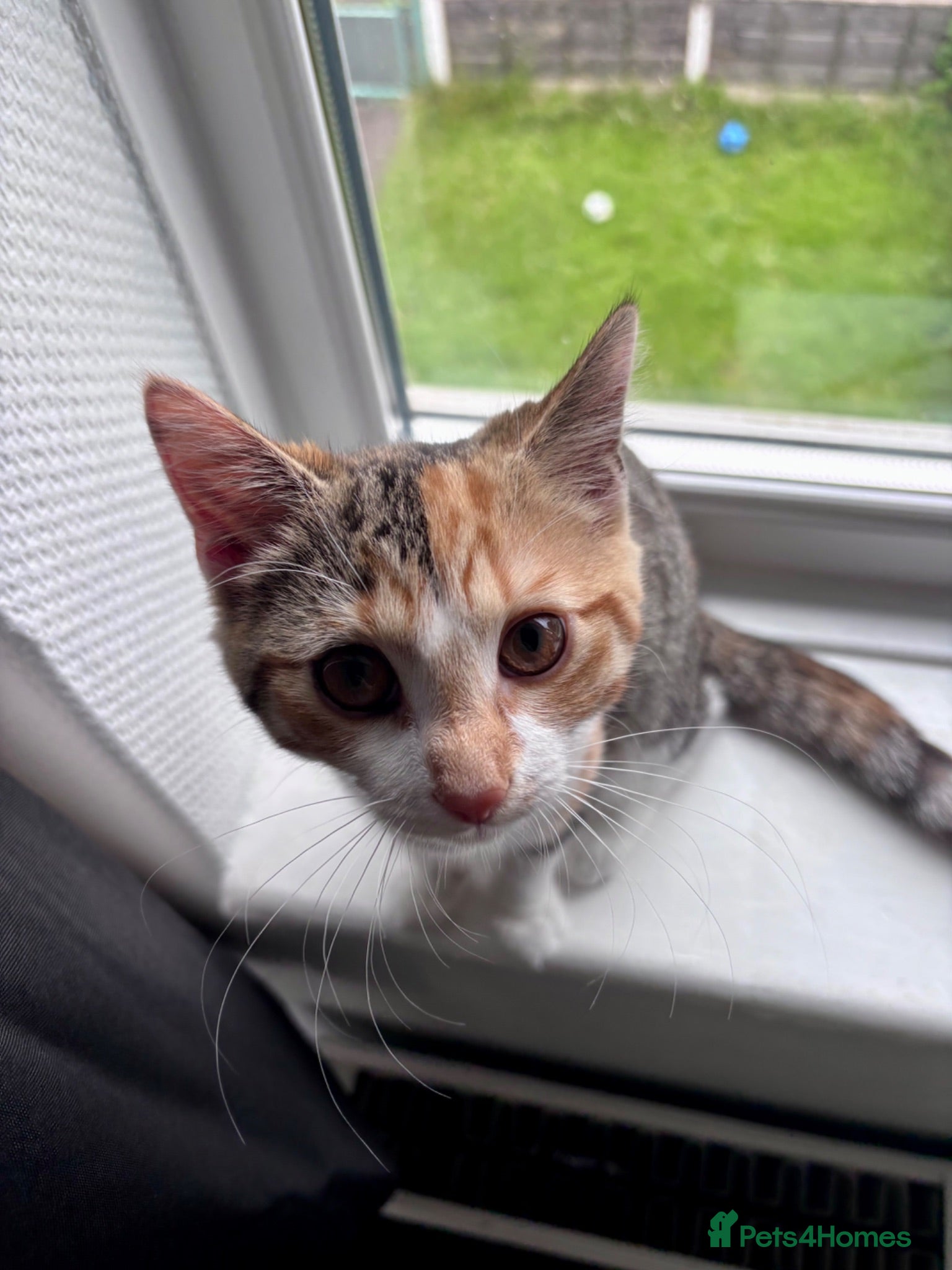 Domestic Shorthair cats Calico female kitten  - Advert 1