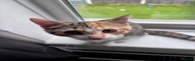 Domestic Shorthair 1
