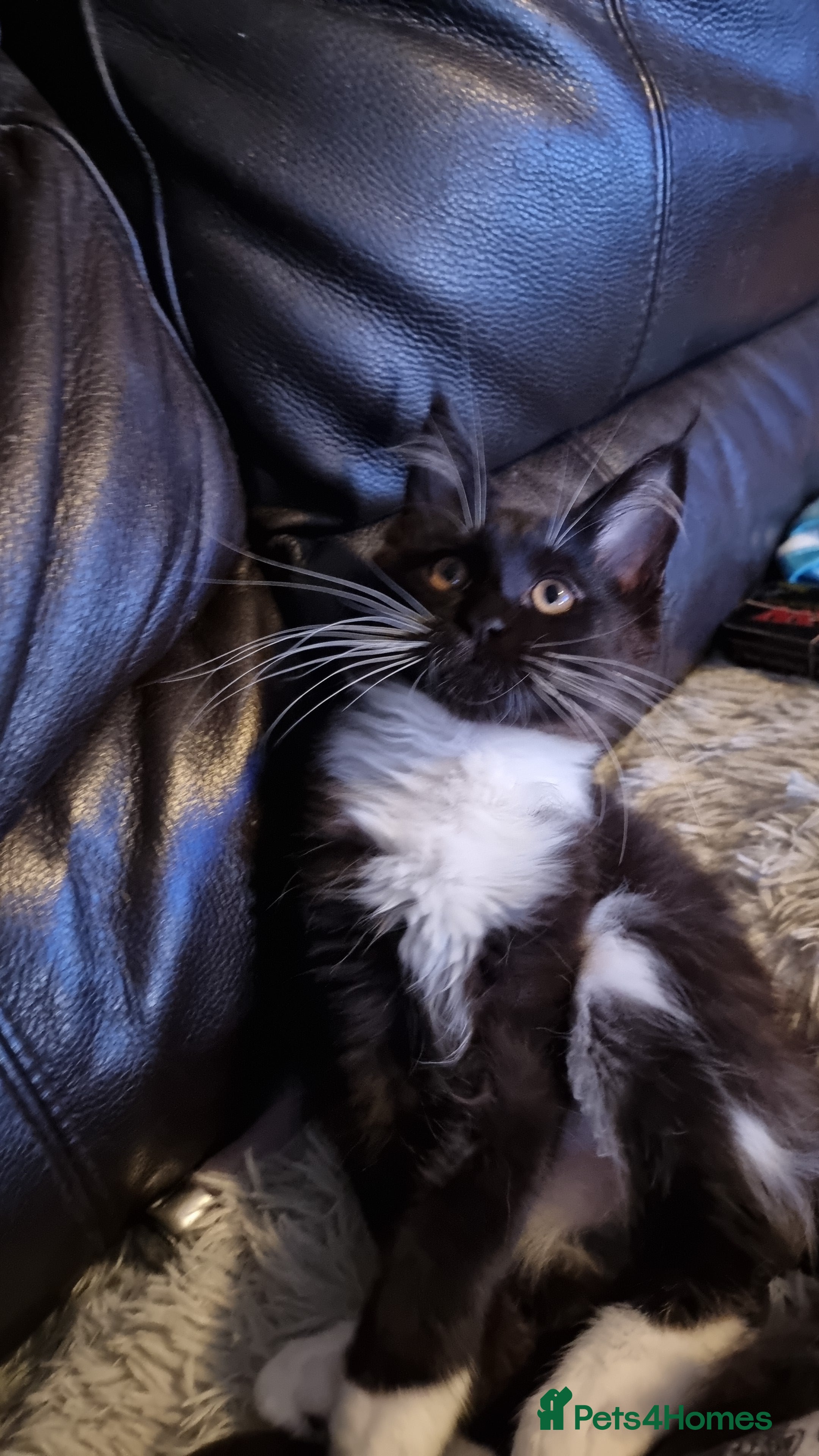 Maine Coon cats Tica registered kittens ready now  - Advert 2