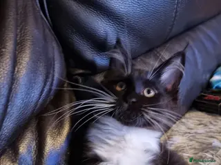 Maine Coon cats Tica registered kittens ready now - Advert 2