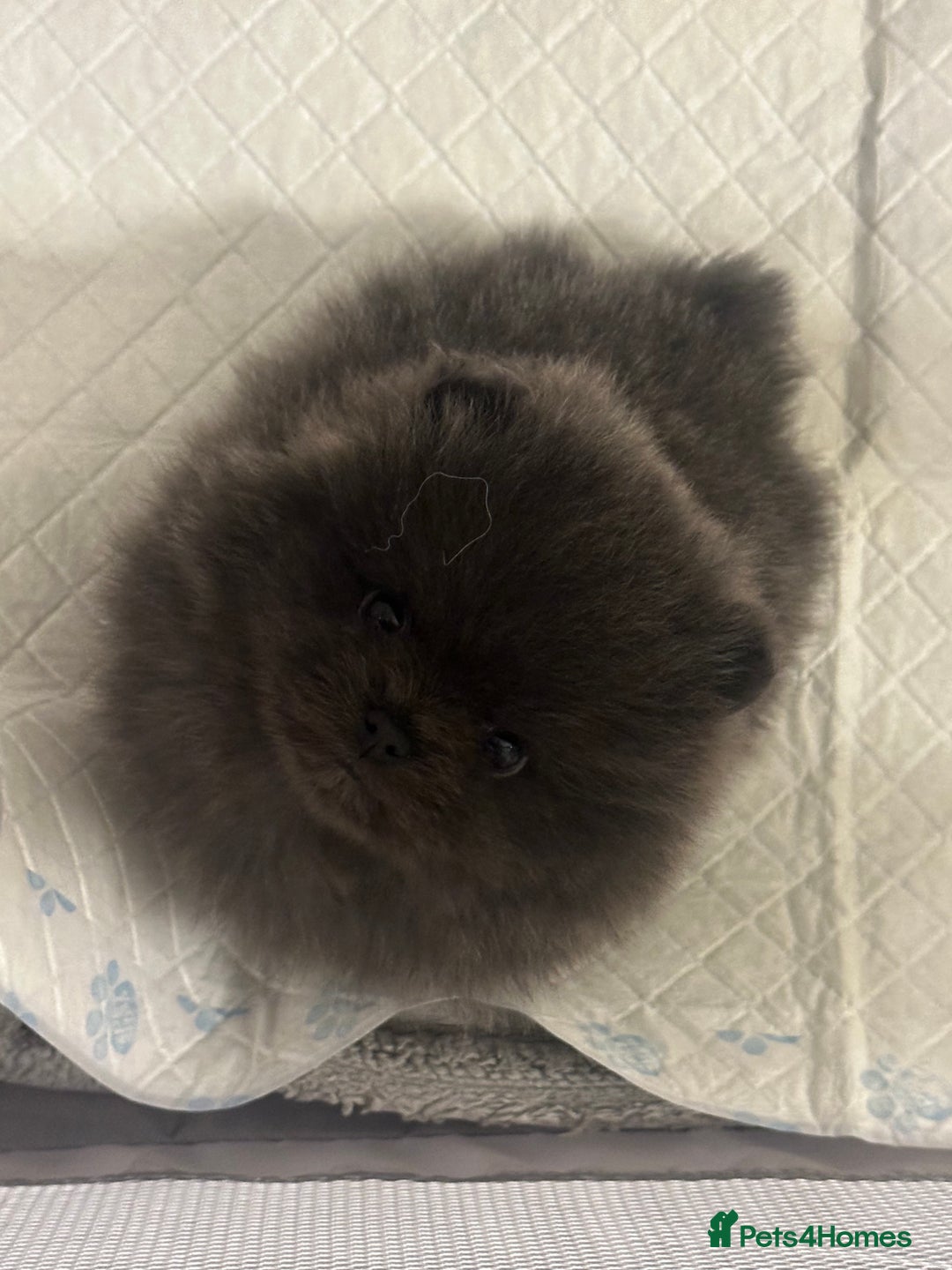 Pomeranian dogs for stud: Gorgeous Teddy bear tri coloured stud - Advert 14