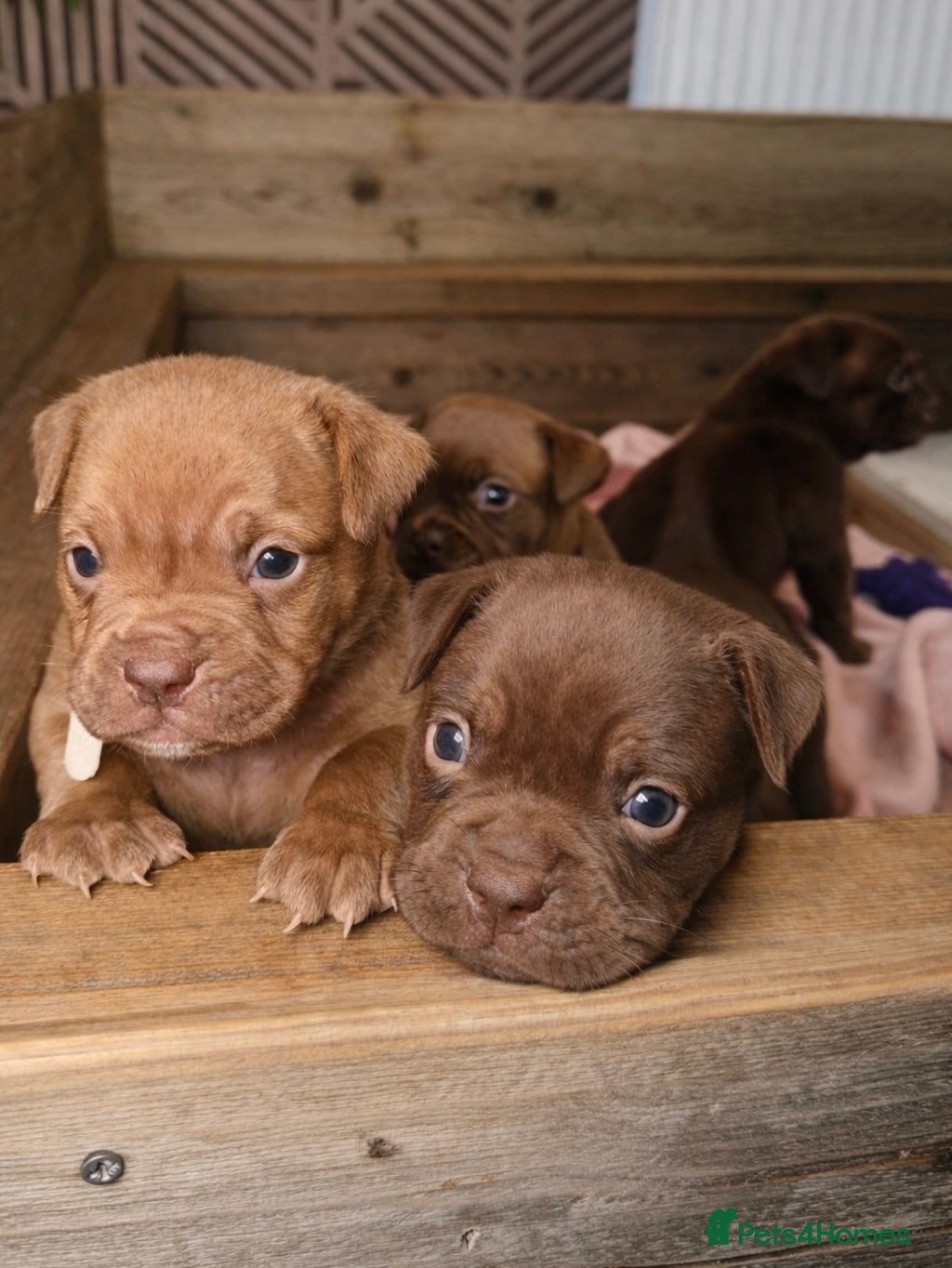 Olde English Bulldogge dogs Beautiful Olde English bulldogge puppies for sale  - Advert 2