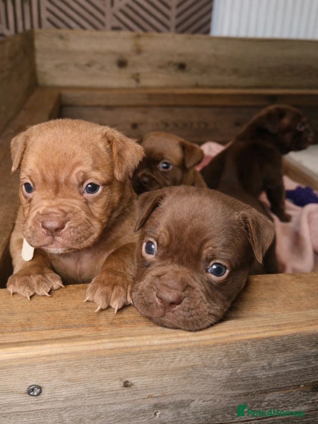 Olde English Bulldogge dogs for sale: Beautiful Olde English bulldogge puppies for sale  - Advert 1