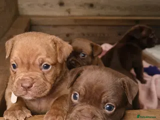 Olde English Bulldogge dogs Beautiful Olde English bulldogge puppies for sale - Advert 2