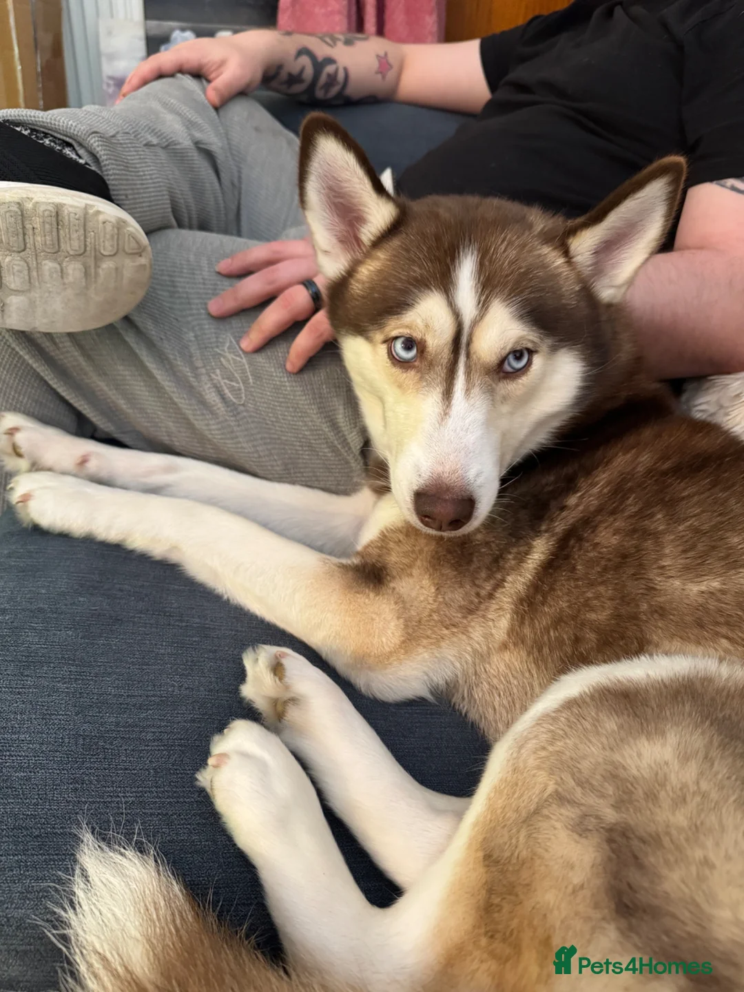 Siberian Husky dogs for sale: Husky girl looking for forever home - Advert 1