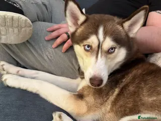 Siberian Husky dogs Husky girl looking for forever home - Advert 1